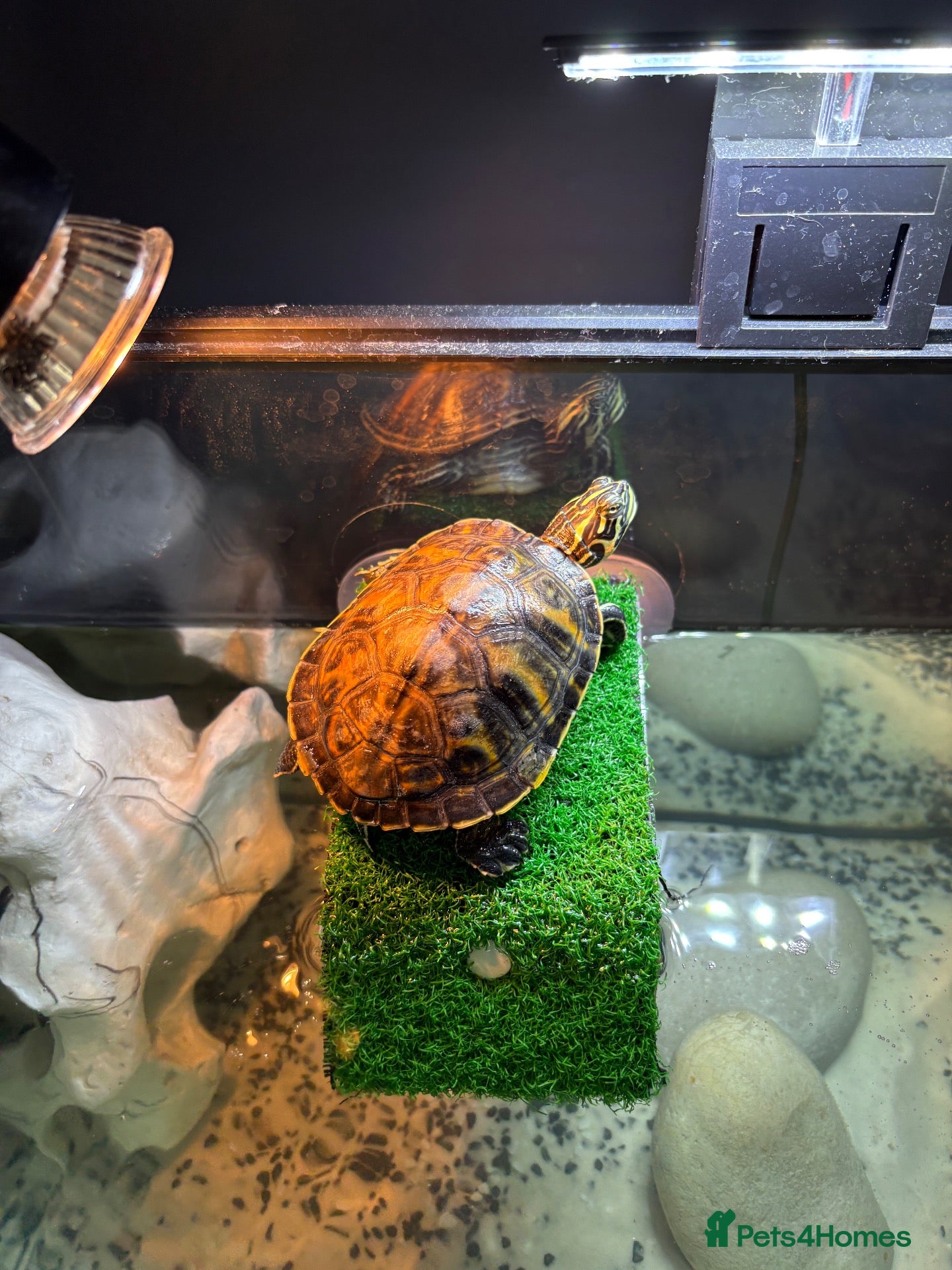 Turtle reptiles Young Florida red bellied turtle  - Advert 1