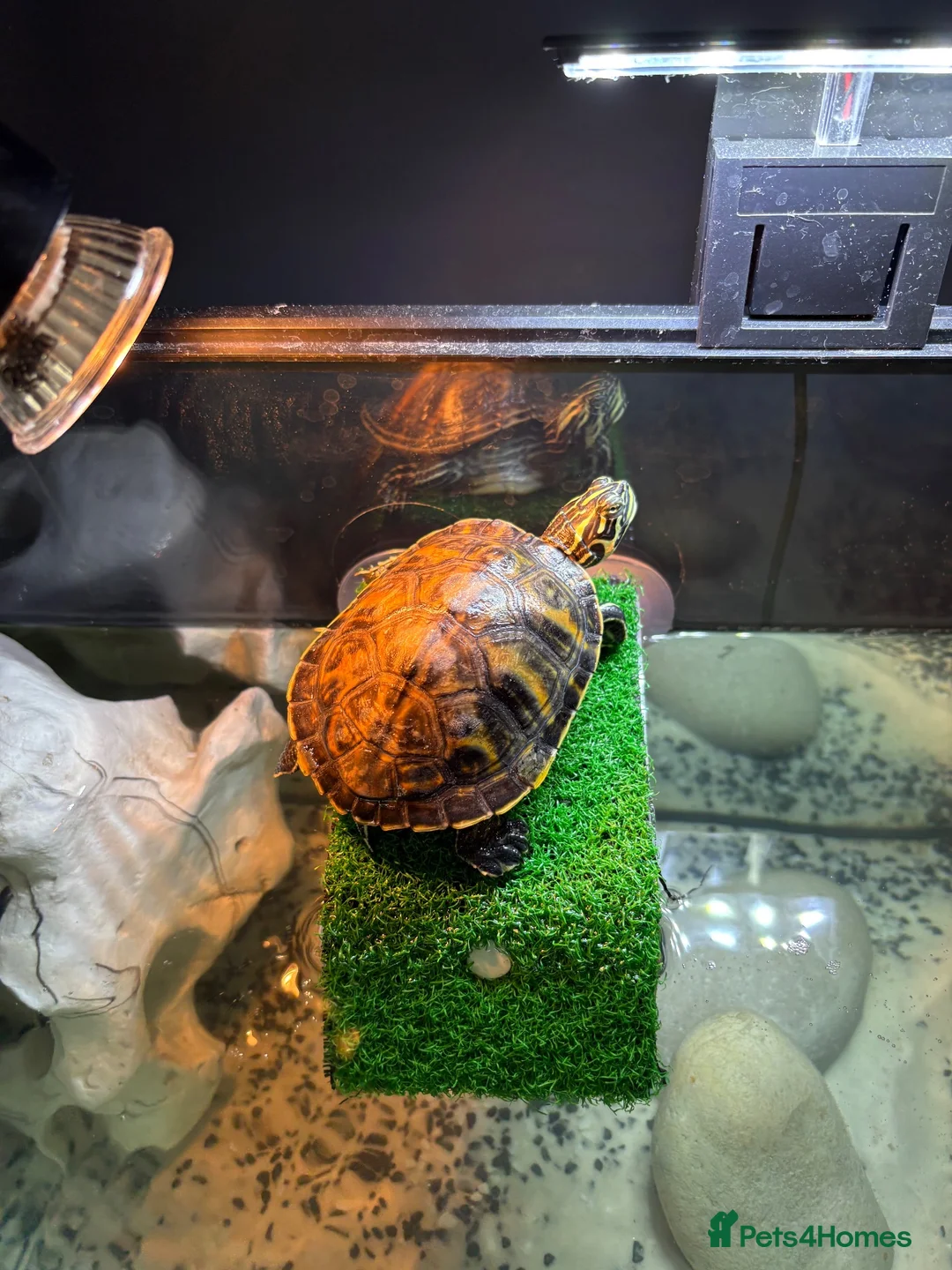 Turtle reptiles for sale: Young Florida red bellied turtle  in Corsham - Advert 1