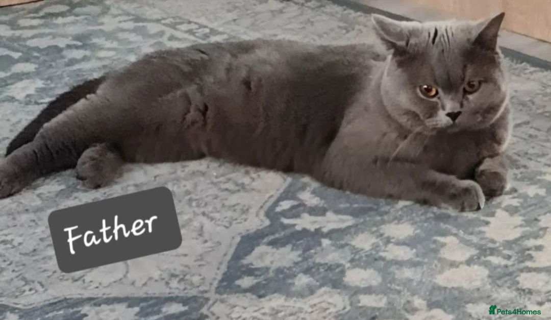 British Shorthair cats for sale: British shorthair  - Advert 4