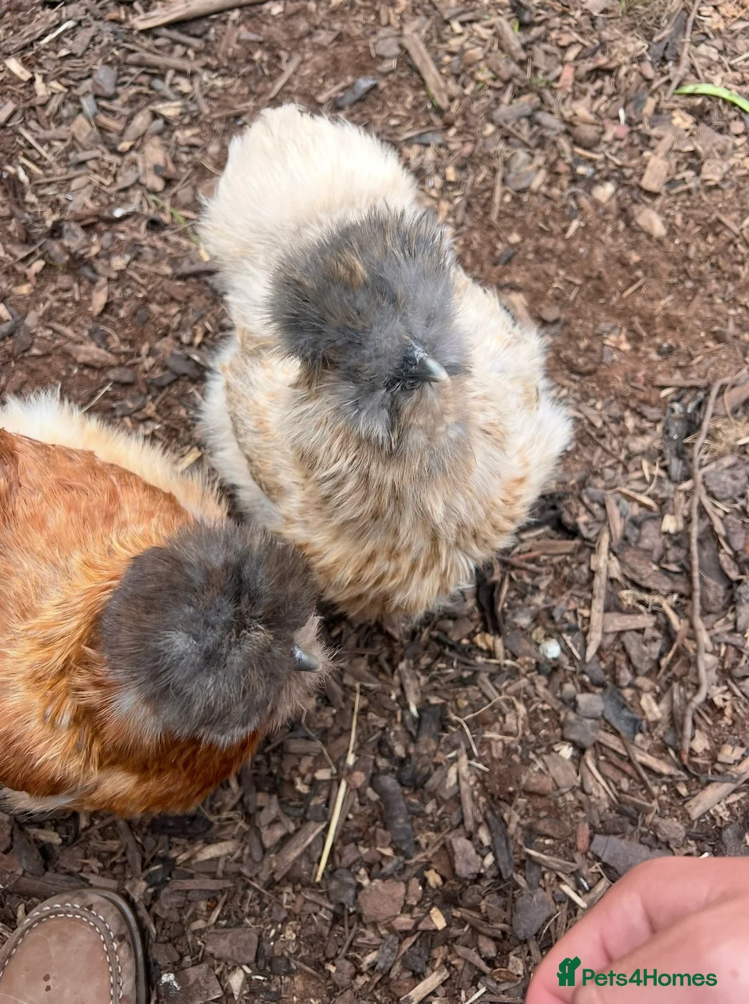 Chickens poultry for sale: Silkies  - Advert 2