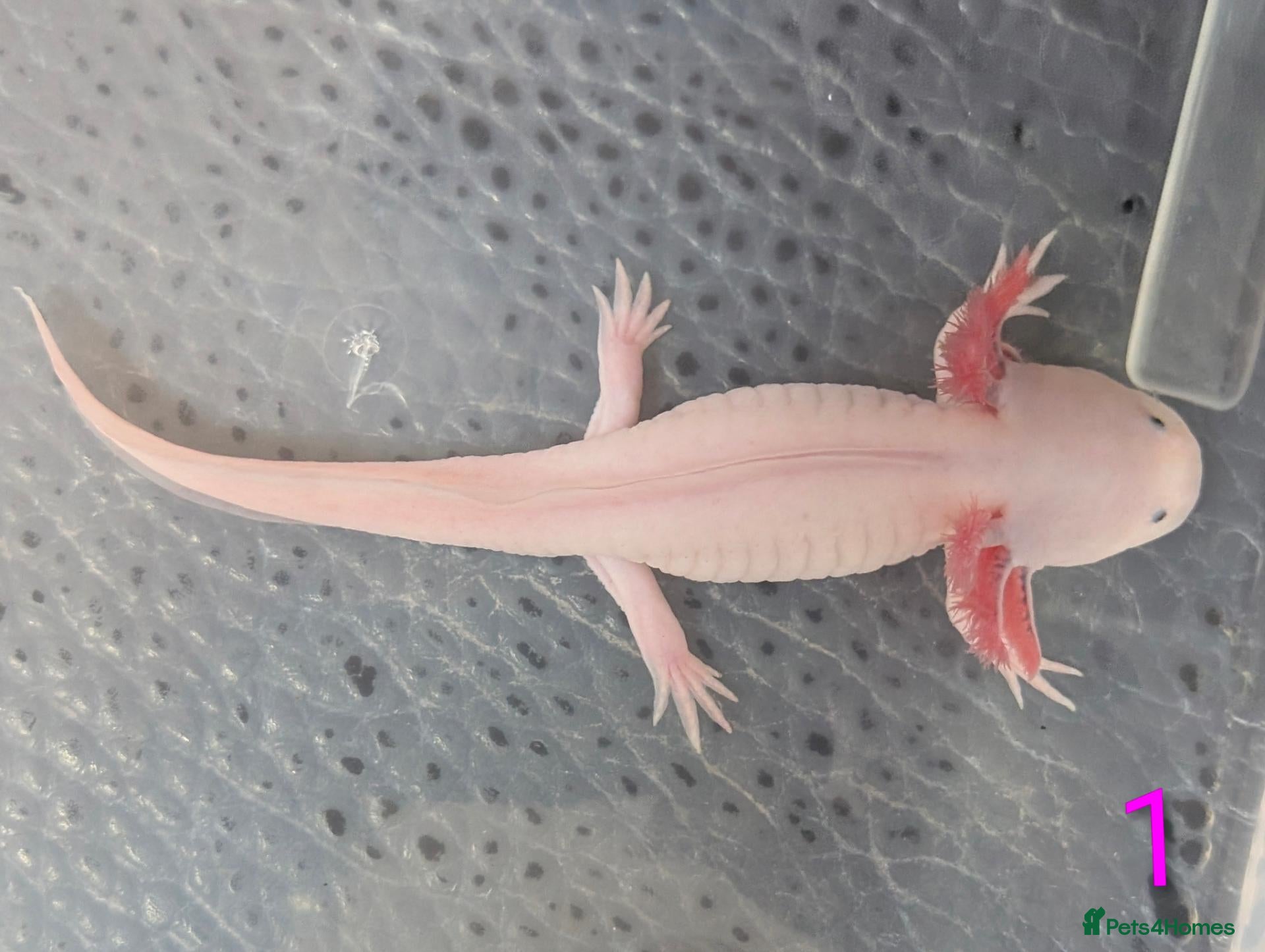 Axolotl reptiles Junior Axolotls - LAST 2 REMAINING - READY NOW! - Advert 1