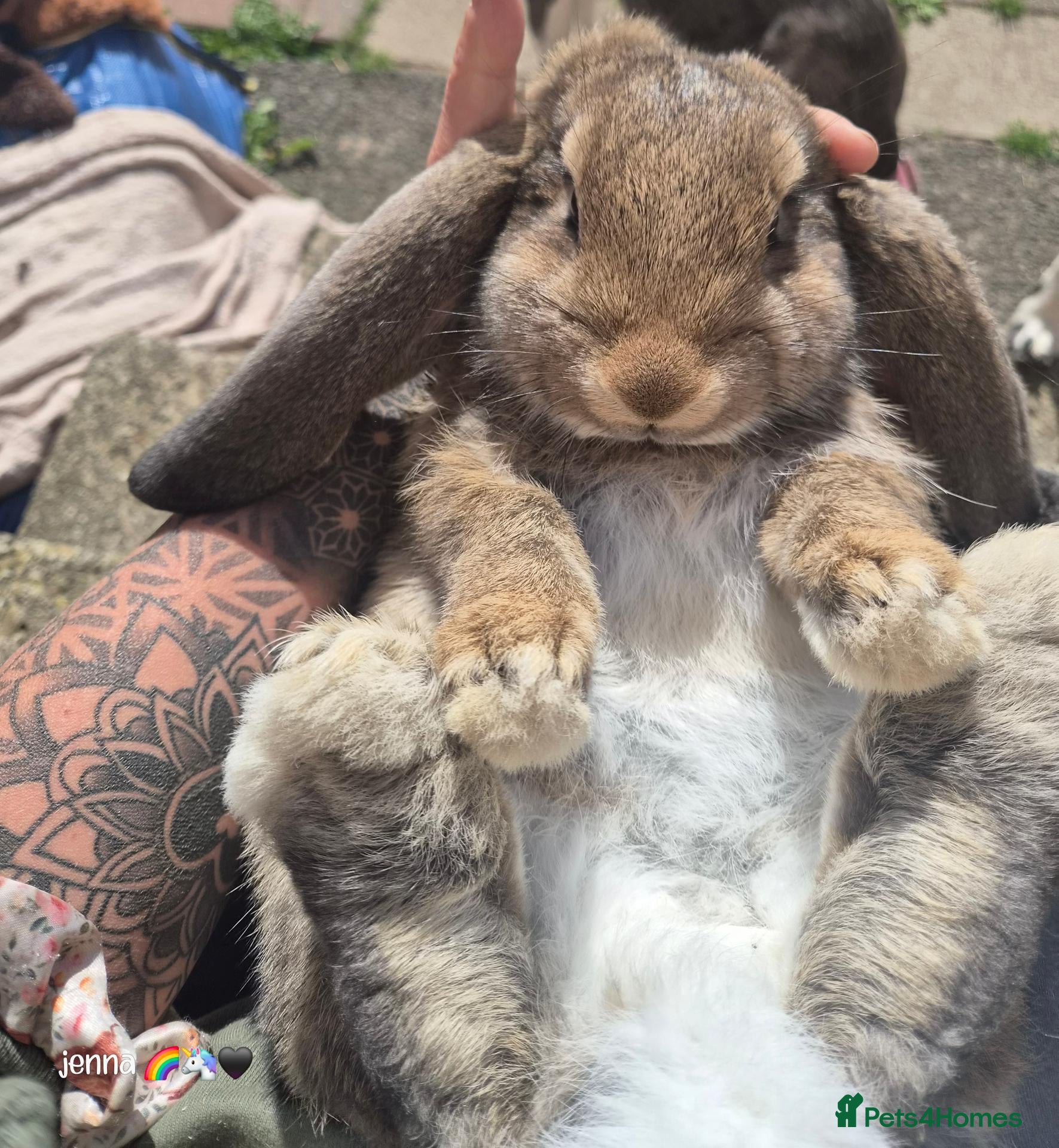 French Lop rabbits 🐰 Big ears, Big personalities 🐰 - Advert 1