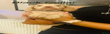 Cockapoo 2