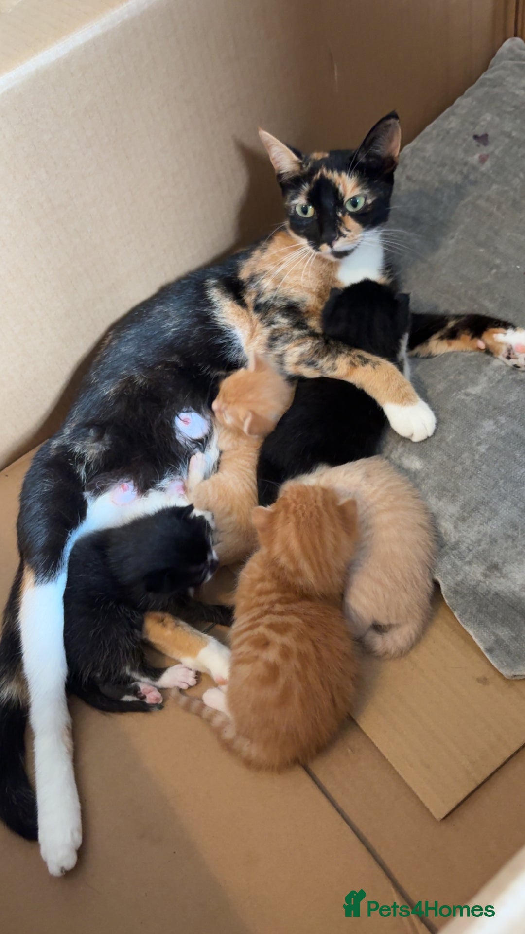 Mixed Breed cats for sale: Beautiful mixed colour kittens  - Image 12