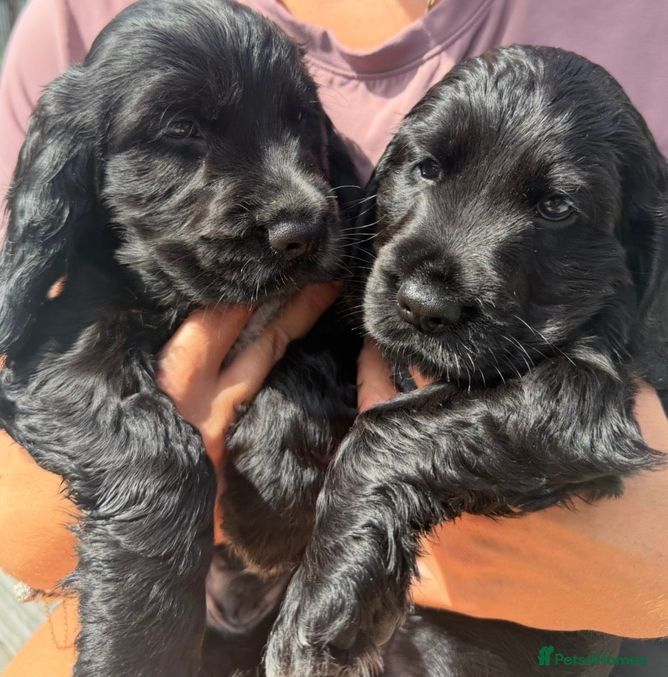 Cocker Spaniel dogs Stunning show cocker spaniels - Advert 1