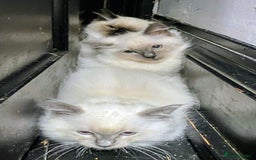 Ragdoll cats for sale: Pedigree Ragdolls for sale £495 - Image 5