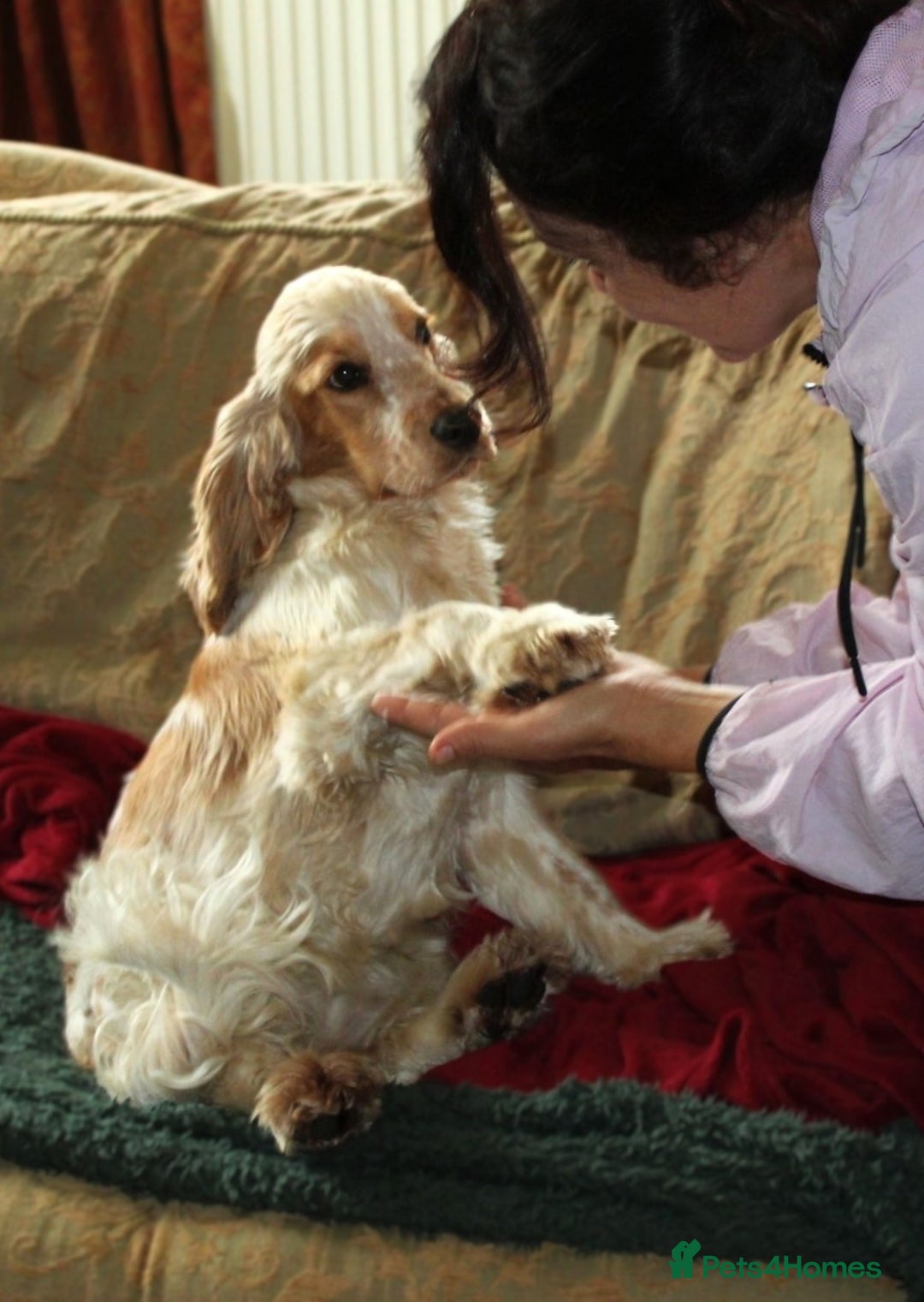 Cocker Spaniel dogs for sale: KC registered Cocker Spaniel puppies - Image 13