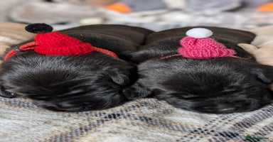 Labrador Retriever dogs - Advert 12