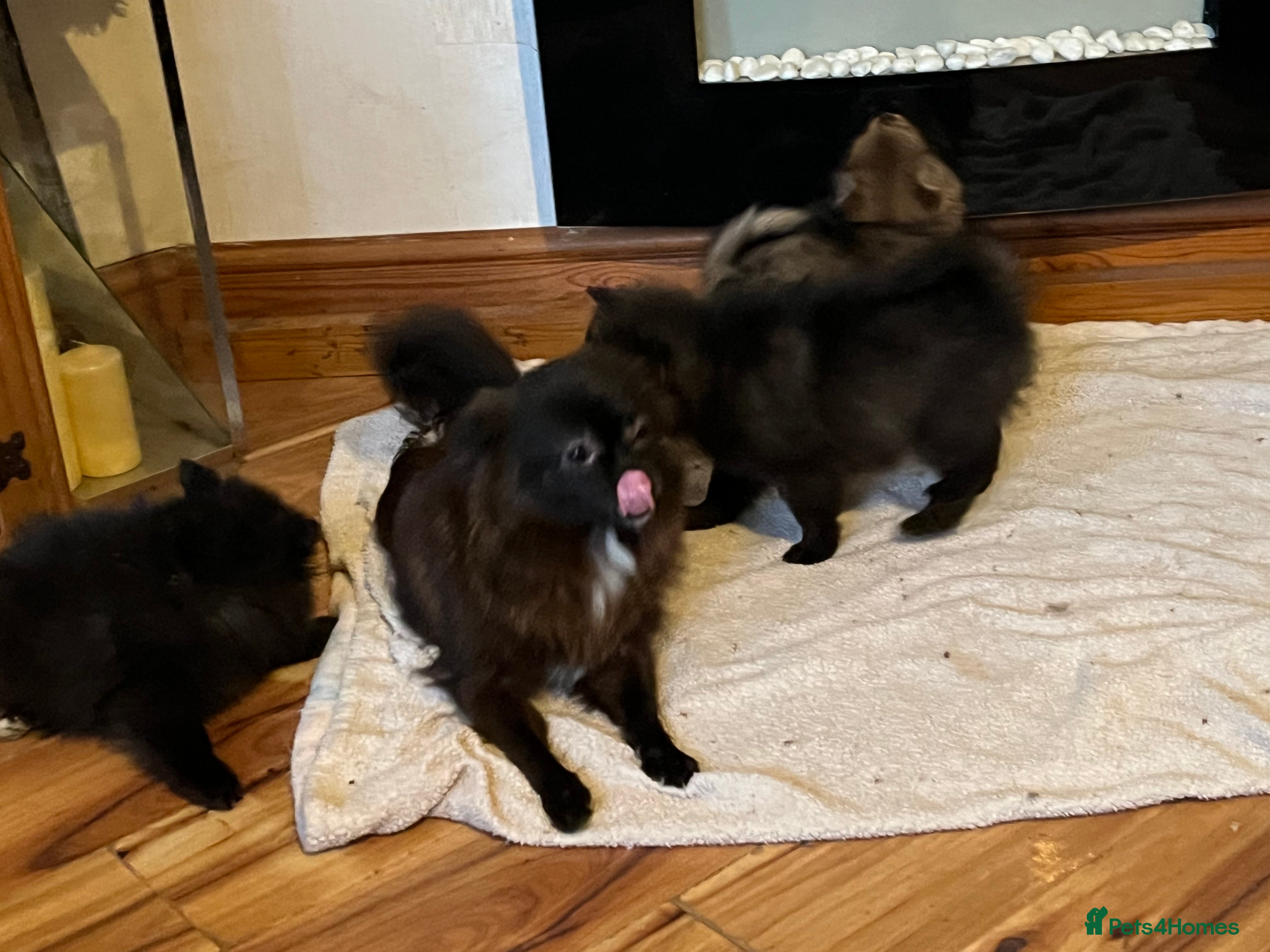 Pomeranian dogs 3 Pomeranian puppies  - Advert 1