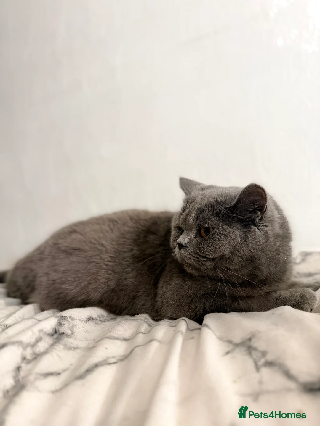 Mixed Breed cats for sale: Beautiful grey girl in need of a new home. - Advert 2