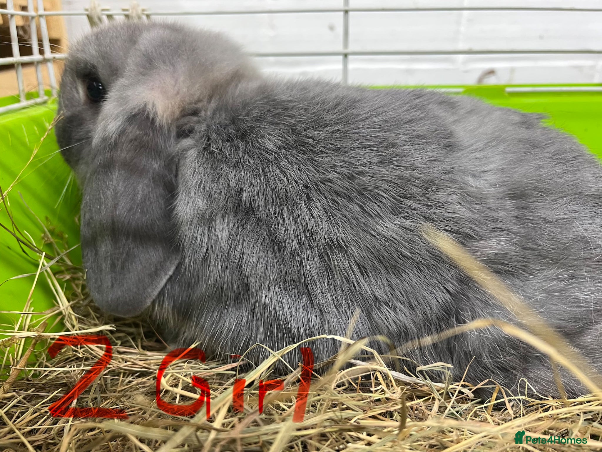 Mini Lop rabbits Fabulous Friendly Mini Lop Babies - Advert 2