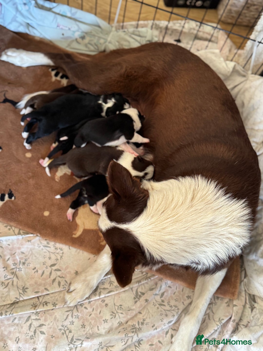 Border Collie dogs for sale: Beautiful Border Collie Puppies - Image 14