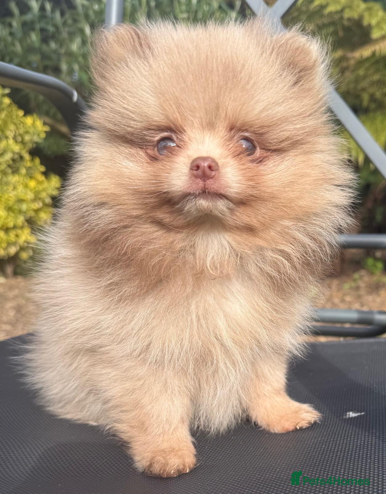 Pomeranian dogs 🧸 Incredible Teddy Bear Thai Line Pom puppies 🧸 - Advert 1