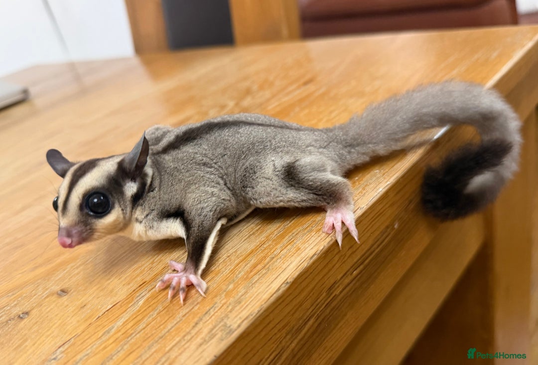 Sugar Glider rodents for sale:  2 Female Sugar Gliders – 5 Months Old (Tame) - Image 23