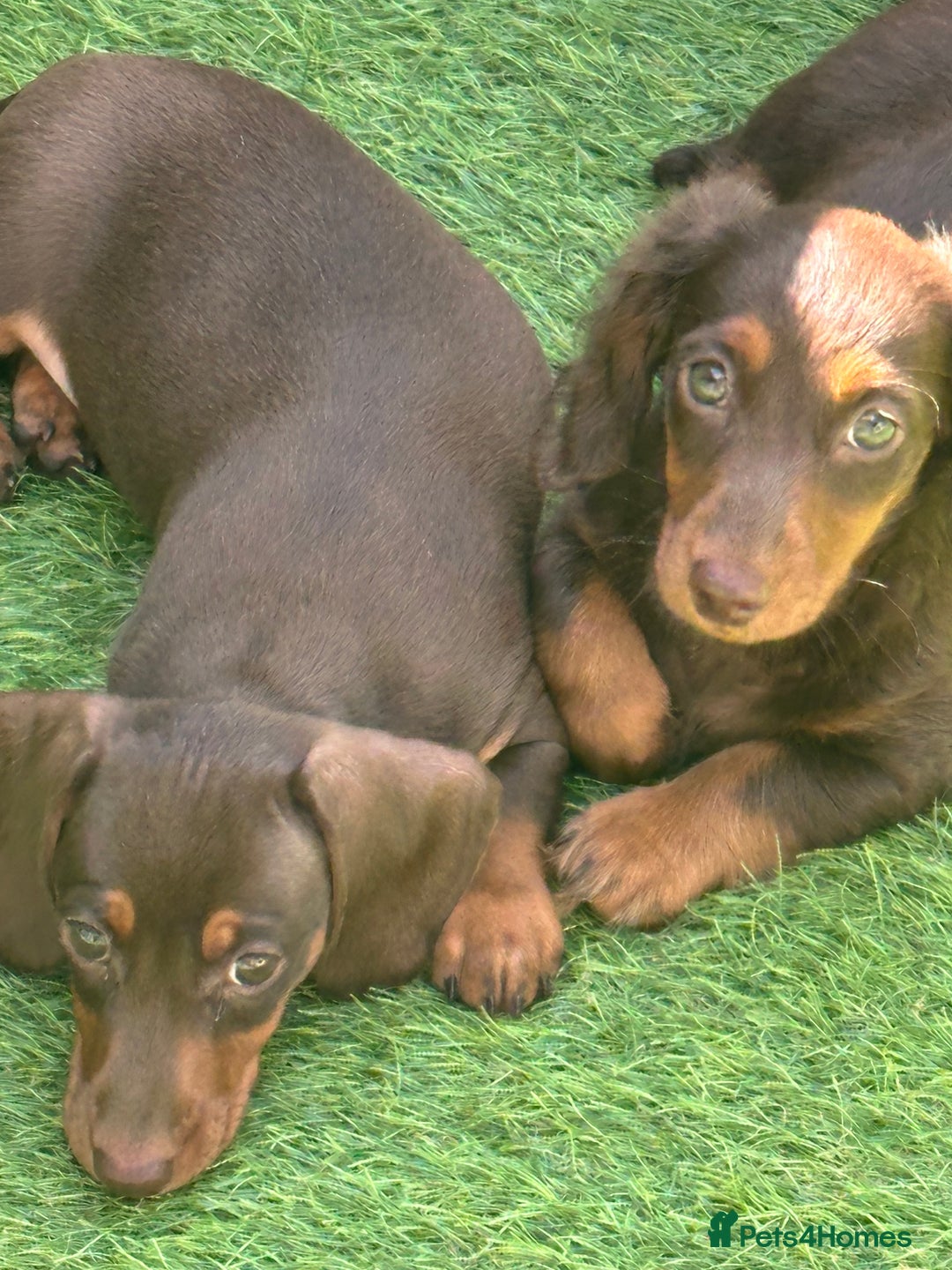 Miniature Dachshund dogs for sale: Ready now KC reg long and short coated PRA clear  - Image 34