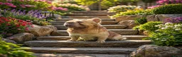 French Bulldog dogs for sale: Exotic French bulldog puppies/Health Tested Parent in Stoke-on-Trent - Advert 15
