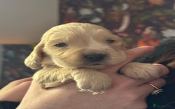 Cocker Spaniel dogs for sale: 7 gorgeous little cocker spaniel pups - Advert 5