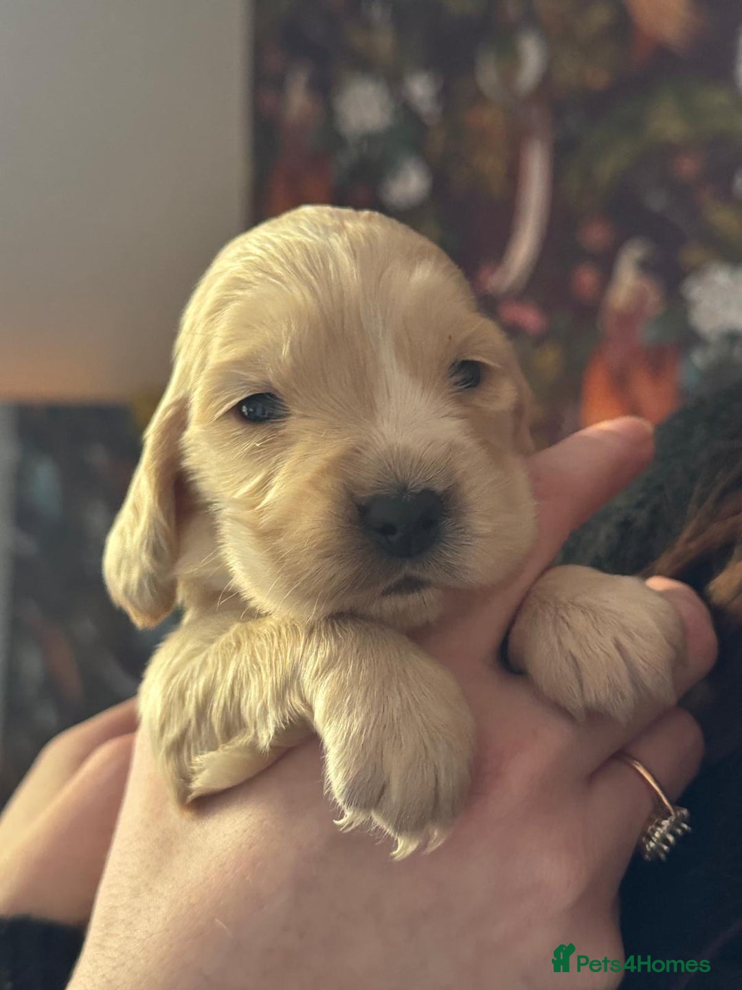 Cocker Spaniel dogs for sale: 7 gorgeous little cocker spaniel pups - Advert 5