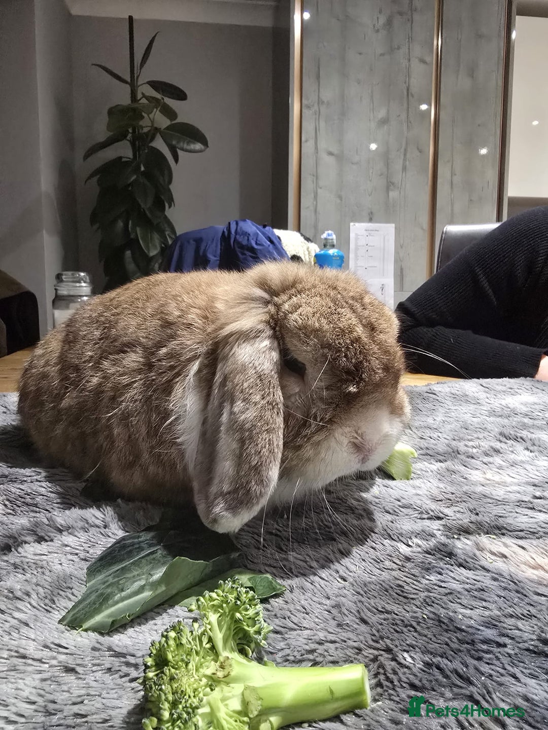 Mini Lop rabbits for sale: 2x adult male mini lops for rehoming - Advert 6
