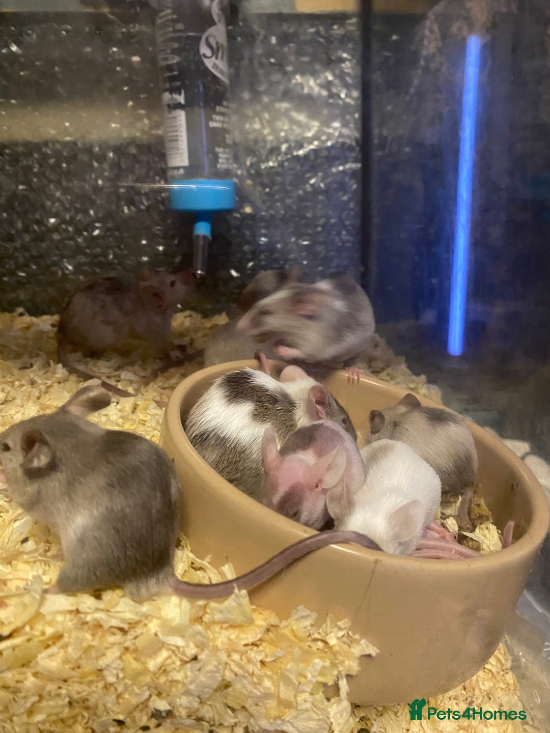 Mouse rodents for sale: 27 mice - Advert 7
