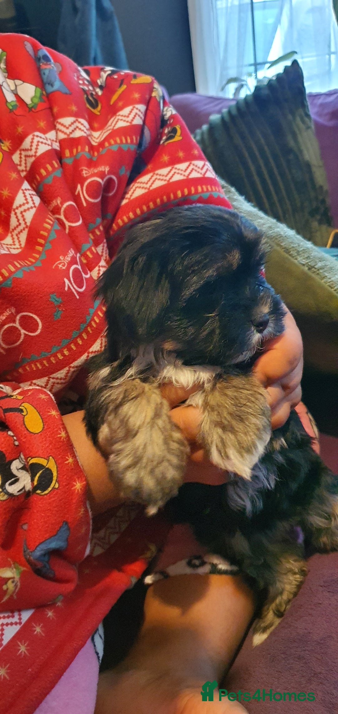 Morkie dogs for sale: ADORABLE MORKI BABIES 🐶 - Advert 5