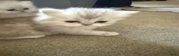 Persian cats for sale: Chinchilla Persian Kittens in Swindon - Advert 6