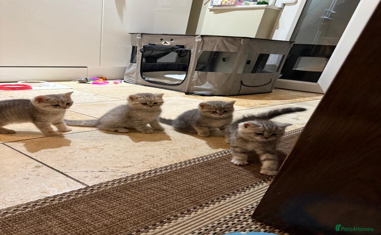 British Shorthair cats - Advert 4