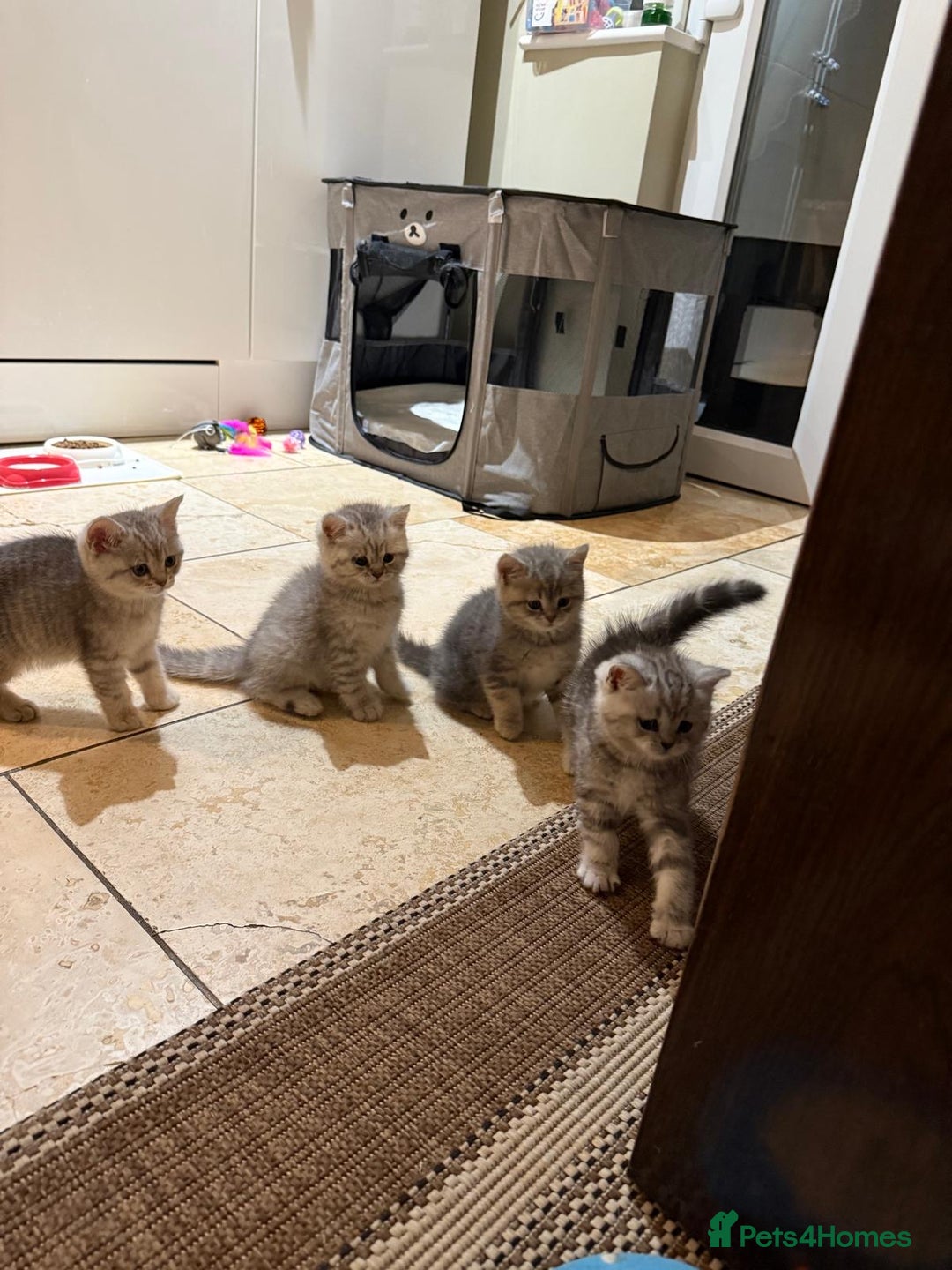 British Shorthair cats for sale: British Shorthair Chinchillas - Image 1