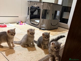 British Shorthair cats - Advert 7