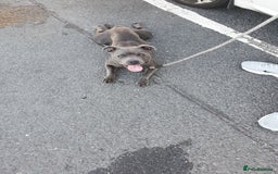Staffordshire Bull Terrier dogs for sale: Tyrion  - Image 2