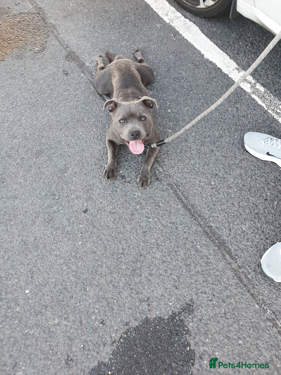 Staffordshire Bull Terrier dogs for sale: Tyrion  - Image 2