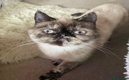 Exotic cats for sale: Fawn colour point Merle Exotic  - Image 4