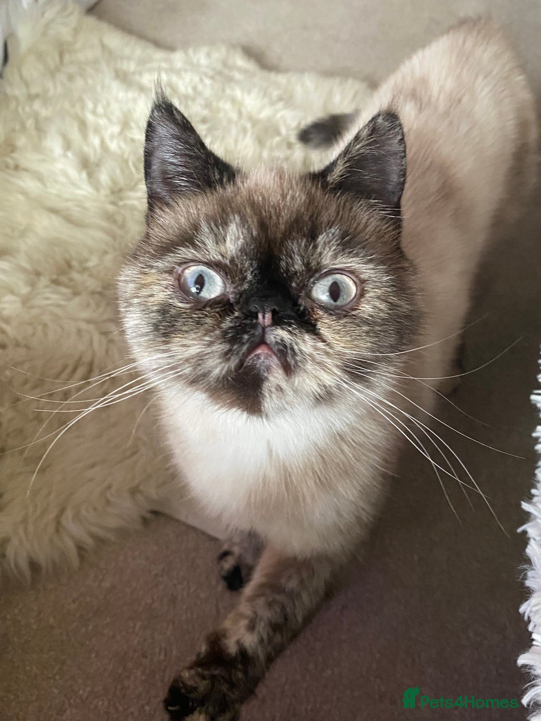 Exotic cats for sale: Fawn colour point Merle Exotic  - Image 4