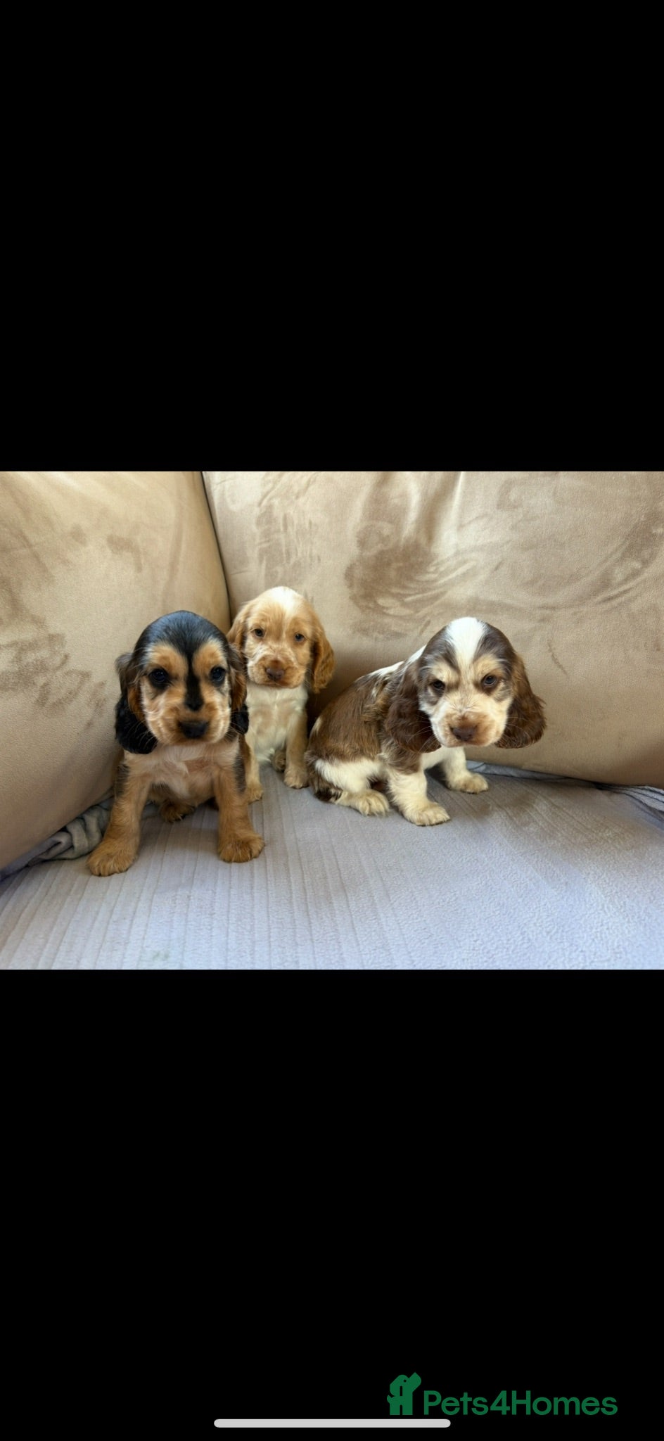 Cocker Spaniel dogs Beautiful Show-Type Cocker Spaniel Puppies - Advert 2