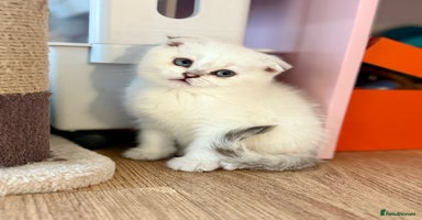 Scottish Fold cats - Advert 3