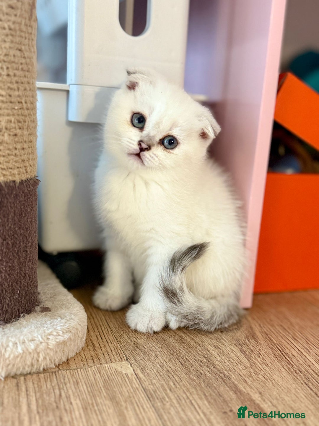 Scottish Fold cats for sale: Scotish fold - Image 2
