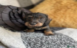 Miniature Dachshund dogs for sale: Miniature Wire Haired Dachshunds - Image 23