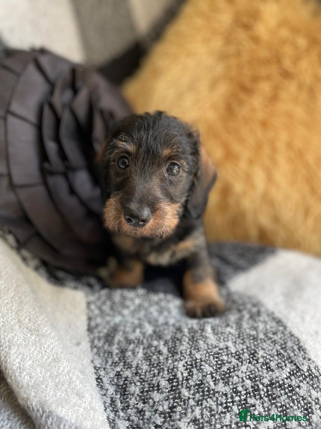 Miniature Dachshund dogs for sale: Miniature Wire Haired Dachshunds - Image 23