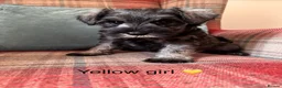 Miniature Schnauzer dogs for sale: KC registered, health tested puppies available  - Advert 5