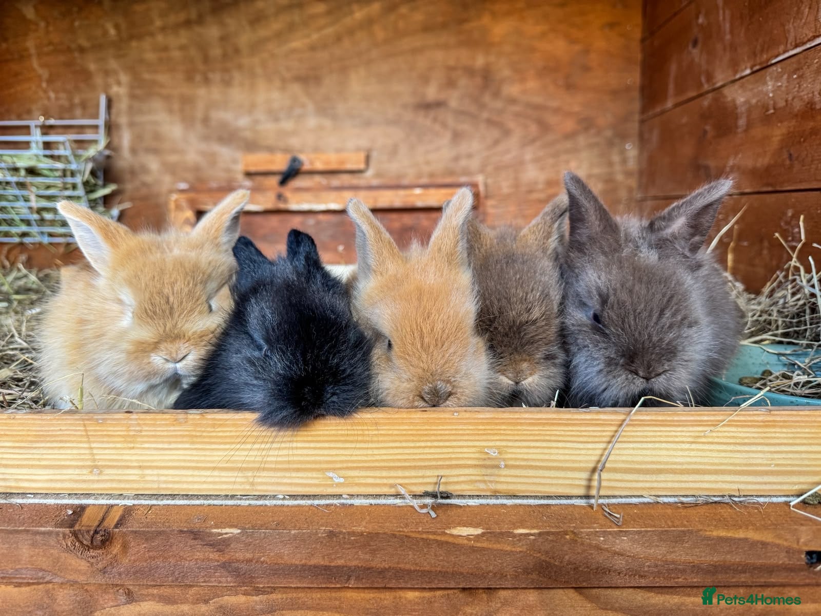 Mini Lop rabbits Gorgeous mini lion head lop  - Advert 2
