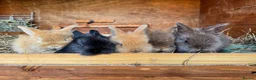 Mini Lop rabbits for sale: Gorgeous mini lion head lop  in Norwich - Advert 1