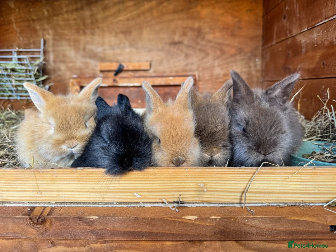 Mini Lop rabbits for sale: Gorgeous mini lion head lop  in Norwich - Advert 1