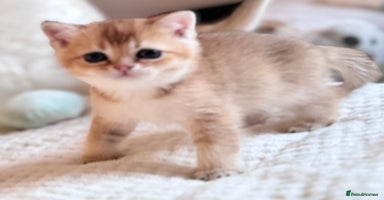 Scottish Fold cats - Advert 10