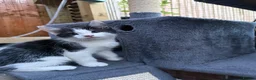 Maine Coon cats for sale: Maine Coon (half) kittens - ready to leave now - Advert 5