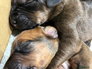 Rhodesian Ridgeback dogs CUTENESS ALERT-READY FROM END OF JAN - Advert 18