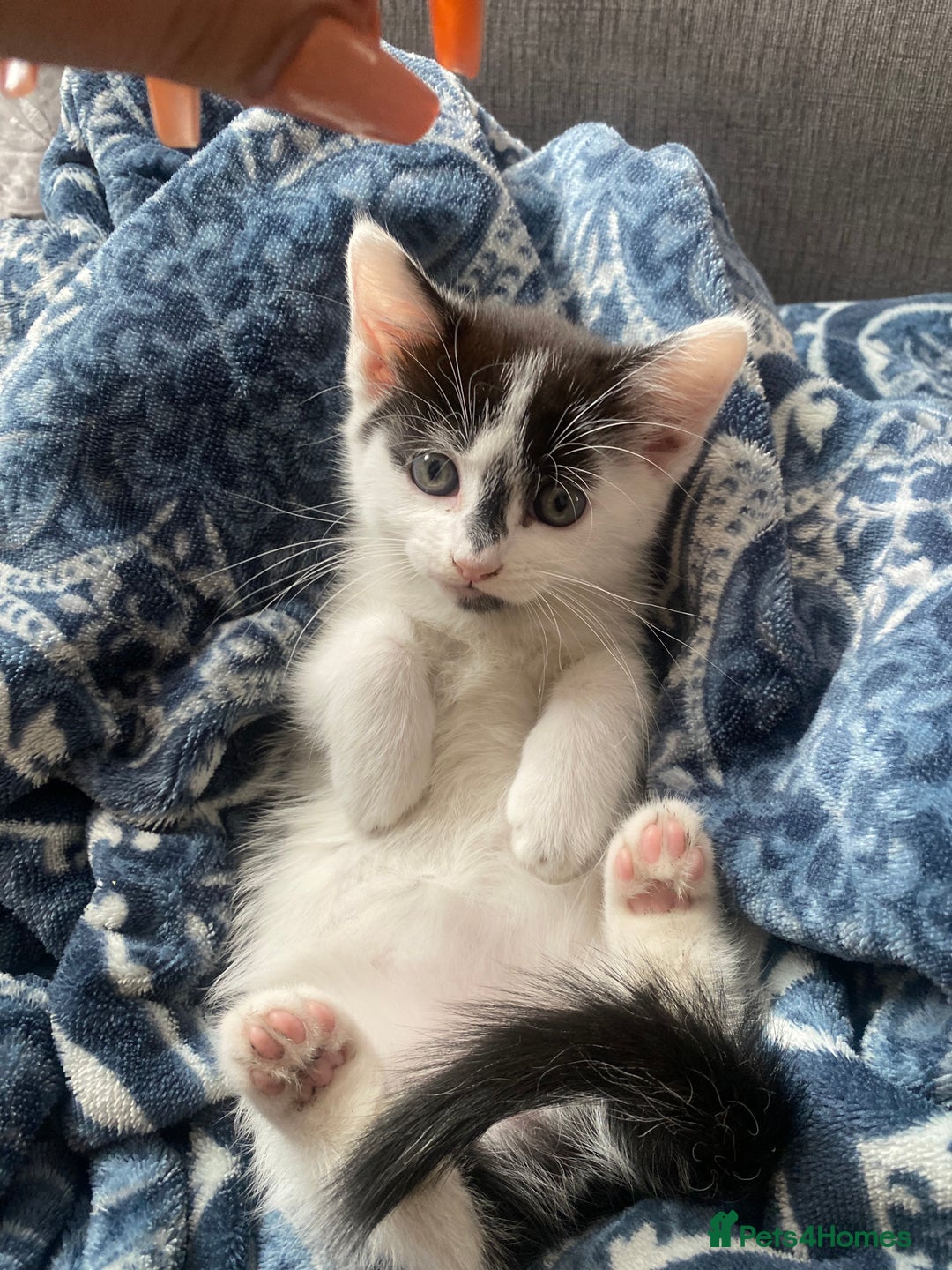 Mixed Breed cats for sale: beautiful kittens❤️ - Image 9