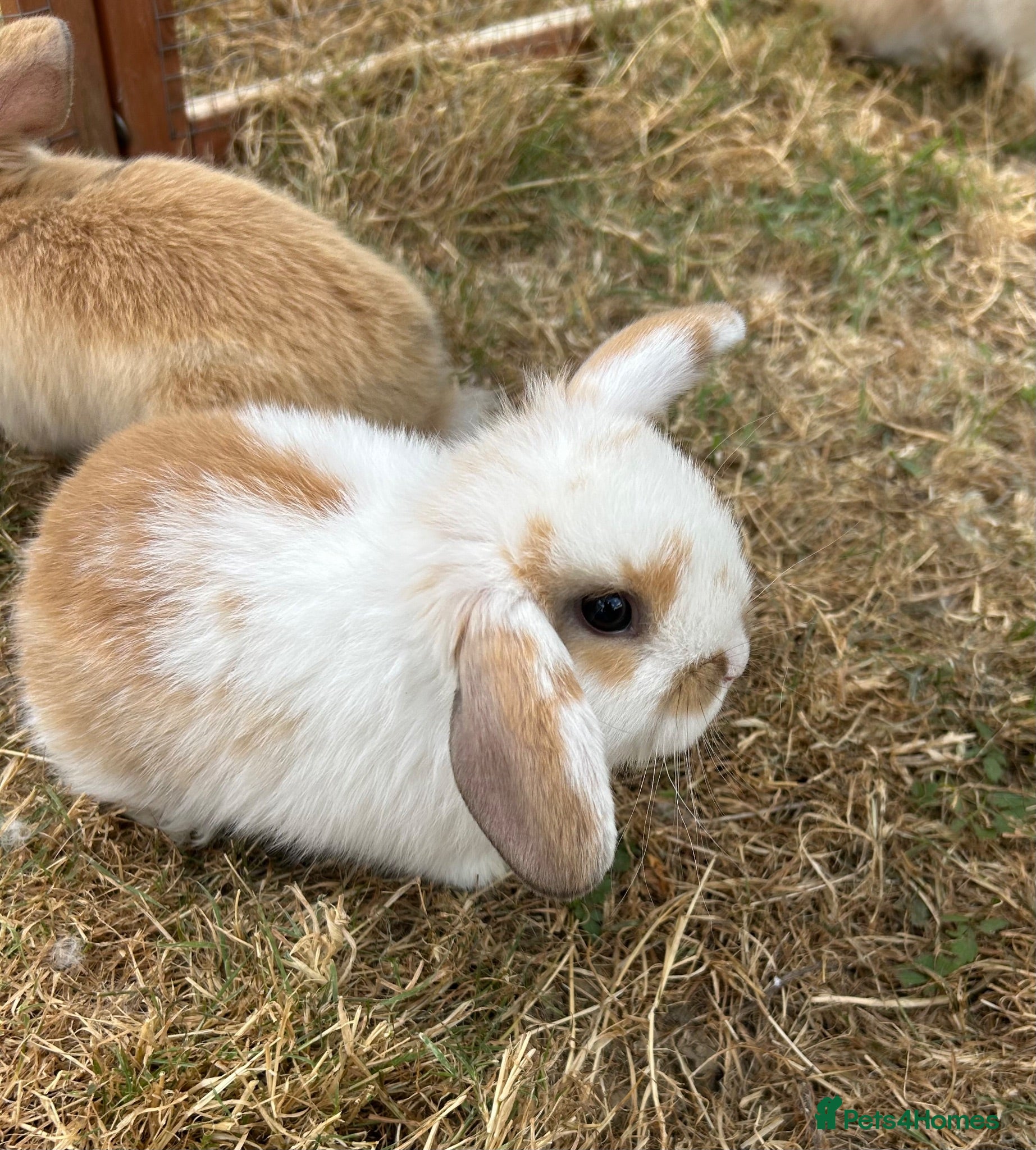 Mini Lop rabbits Stunning mini lop babies - fabulous temperaments  - Advert 9