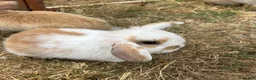 Mini Lop rabbits for sale: Stunning mini lop babies - fabulous temperaments  - Advert 3