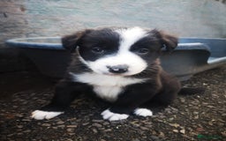 Border Collie dogs for sale: Beautiful Fluffy Collie Puppies  - Image 4
