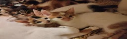 Mixed Breed cats for sale: Beautiful kittens looking for forever homes  - Advert 26